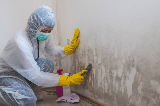 Professional Mold Removal in Strasburg, OH
