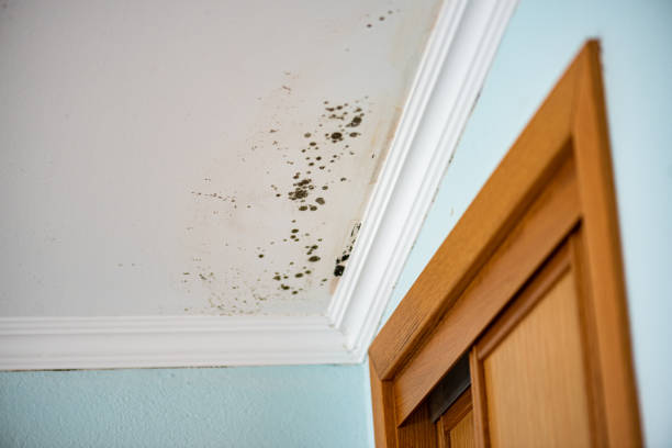 Best Attic Mold Removal  in Strasburg, OH