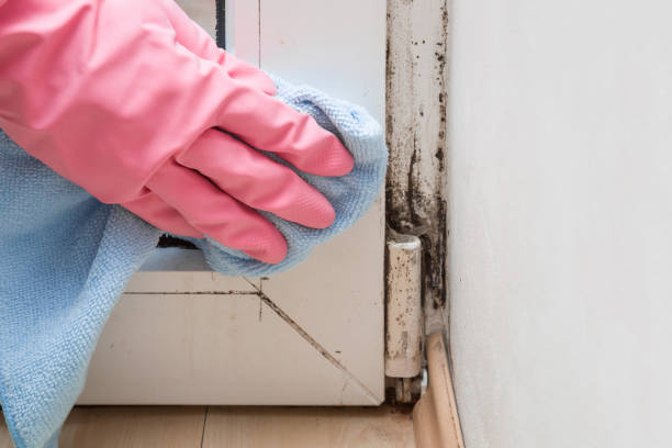 Best Mold Remediation  in Strasburg, OH