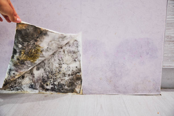 Best Fast Mold Removal  in Strasburg, OH